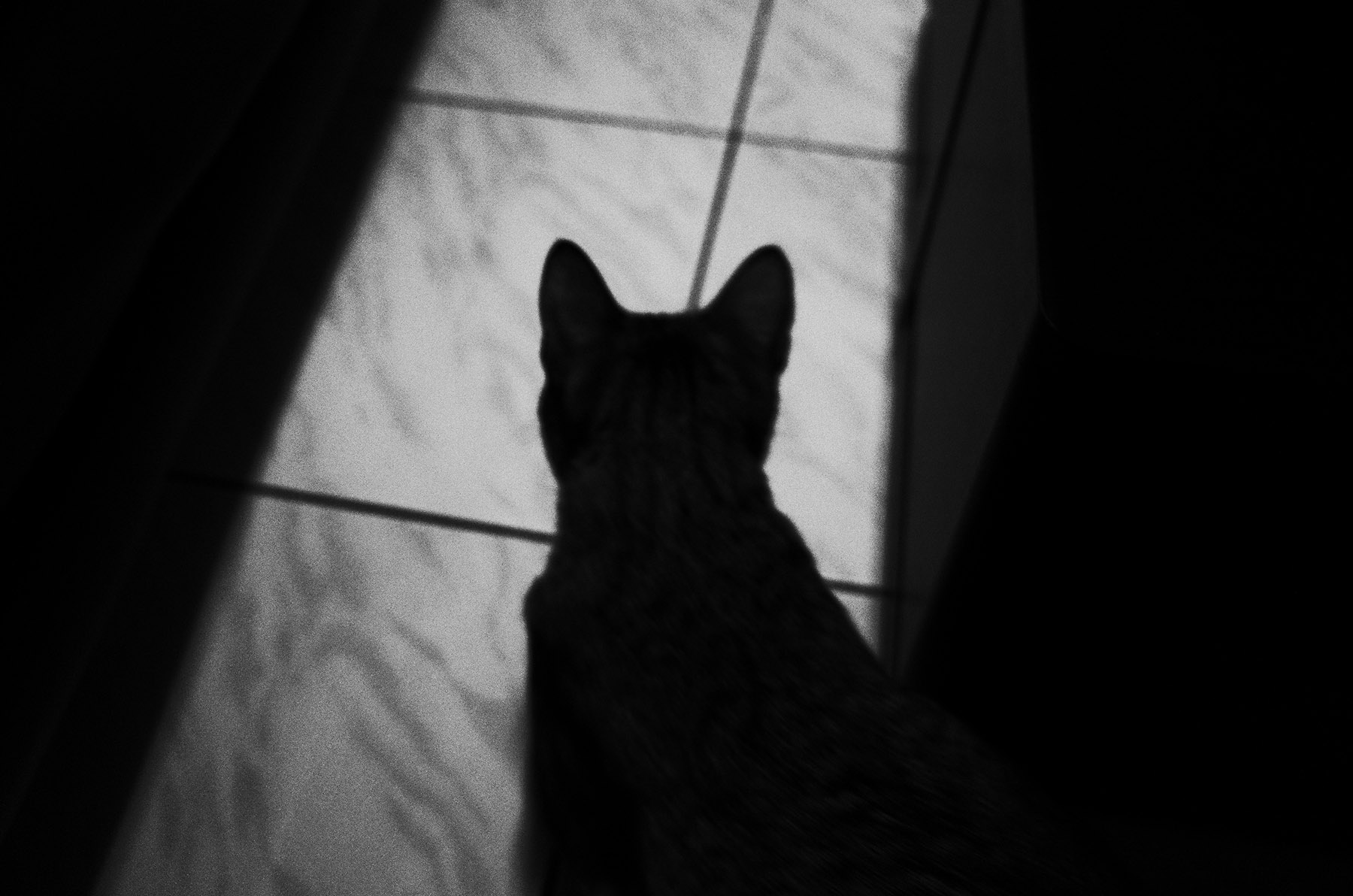 心象攝影-黑白,貓,gr