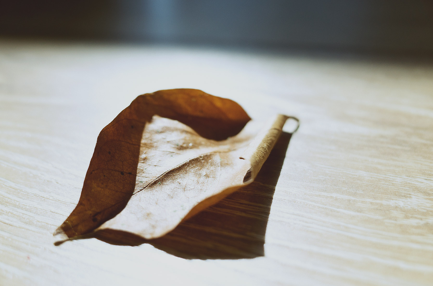 心象攝影-葉子,光影