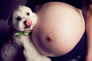 台北孕婦寫真，小狗趴在大大的孕婦肚子上