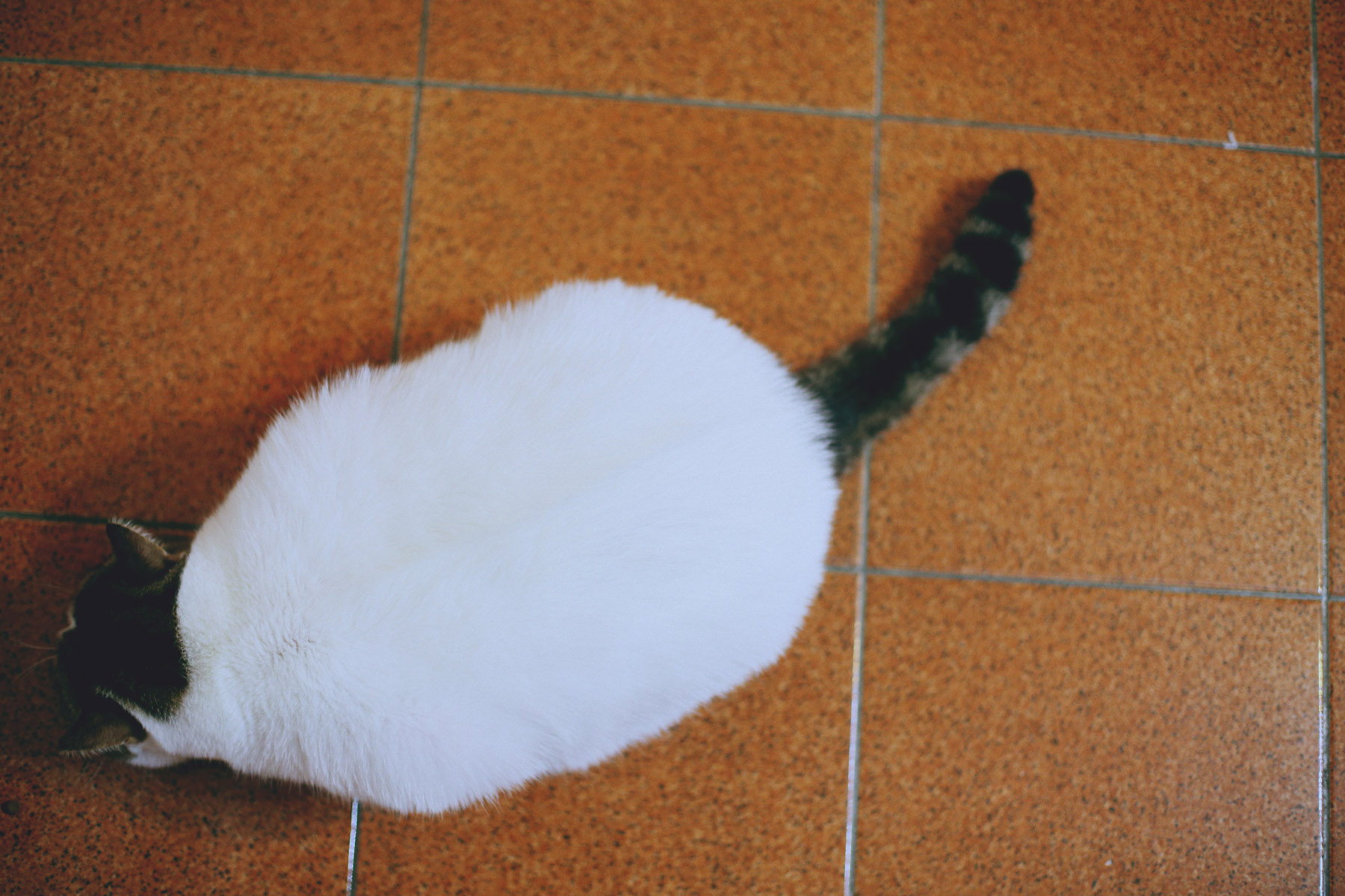 很胖的白貓