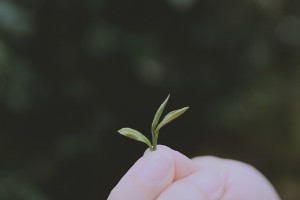 個人寫真，手部特寫，一心二葉的茶葉特寫